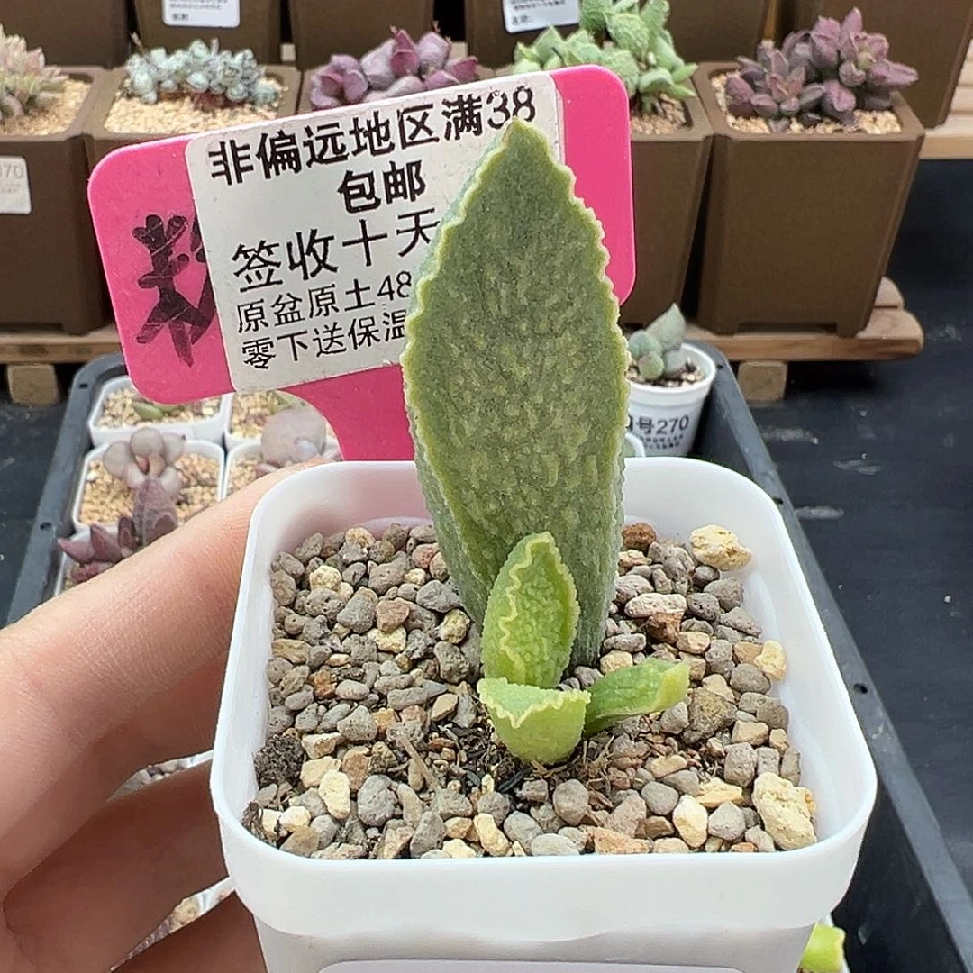 068绿皮多肉植物