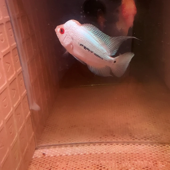 罗汉鱼满银罗汉鱼