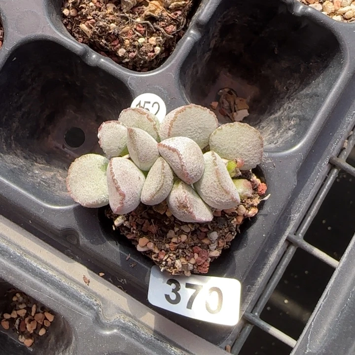 硬叶白蛋水泡多肉植物
