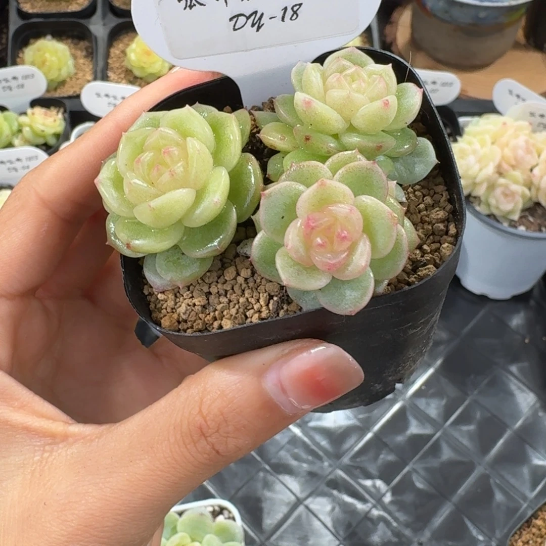 1212-18-玉露单头整群一颗多肉