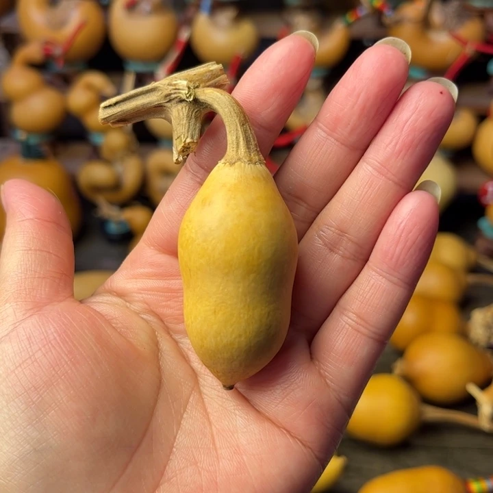 未***蚂蚁葫芦天天开心