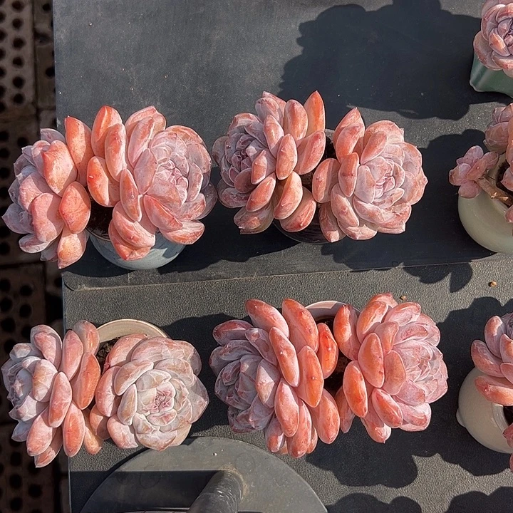 统***菜262号四个双头星影带盆发