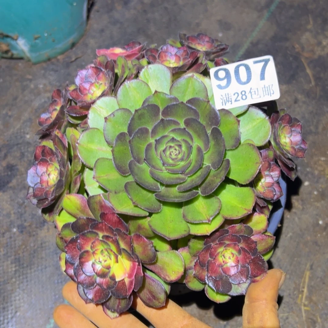 一****多肉植物907海王七彩