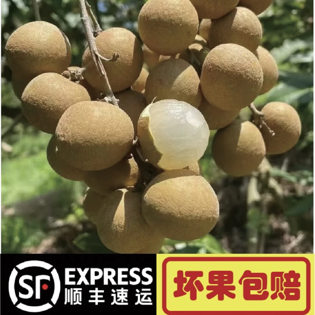【顺丰速运】广东石硖储良龙眼新鲜现摘清甜多汁当季水果