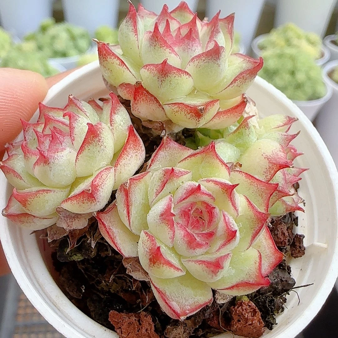 【闪购商品】1006-1开播福利