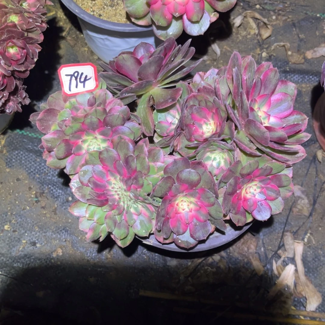 794多肉植物荔枝捧花缀化