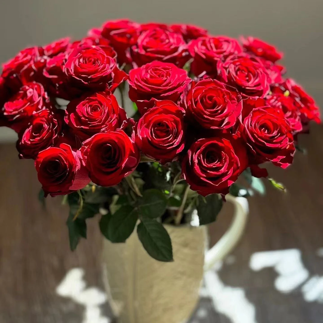 【高原红】云南玫瑰鲜切花高原红新鲜采摘家用水养花束直发