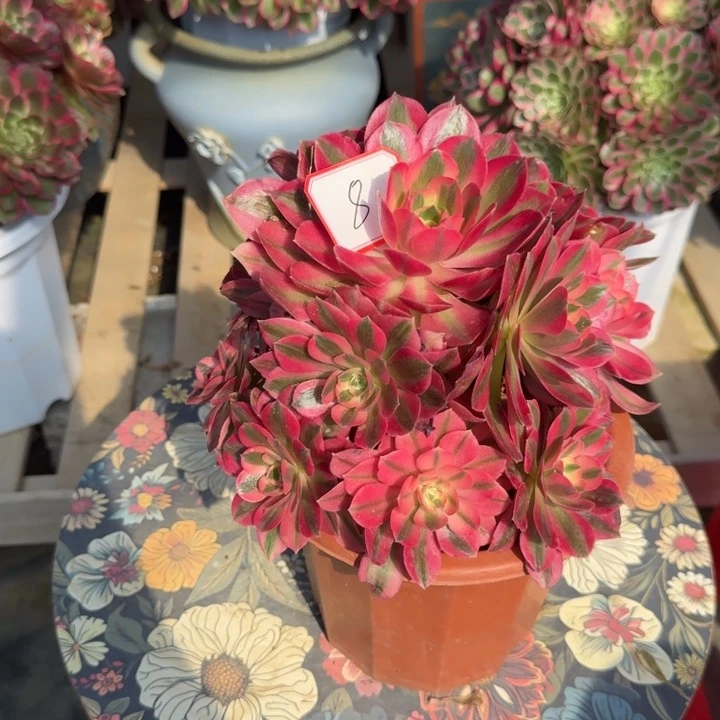 花好月又圆0330～8