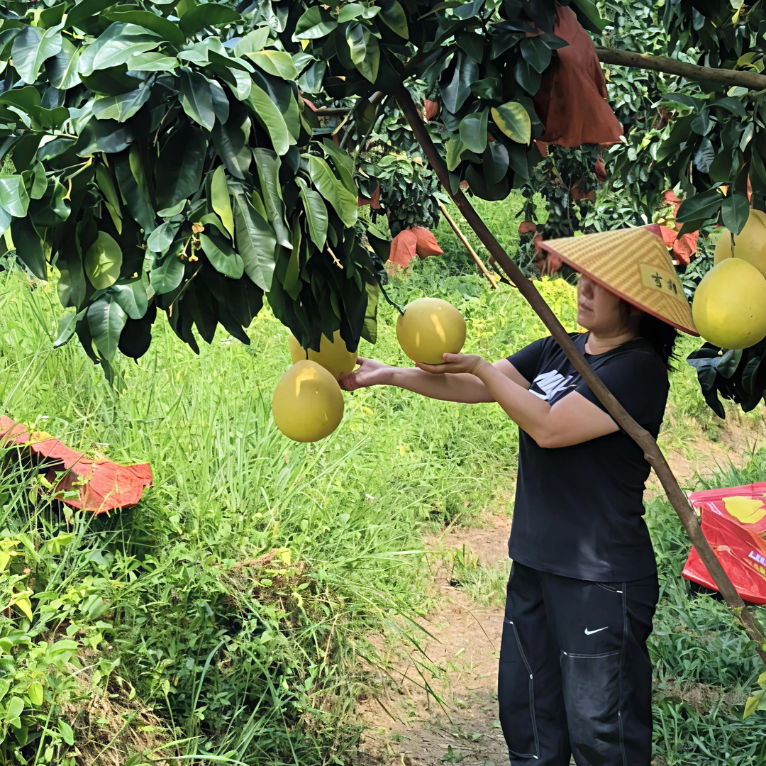 自家果园梅州‘酸甜红心，三红，新鲜孕妇水果9斤香甜多汁原生态