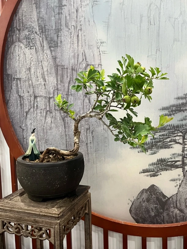 原生小叶山里红盆景（目前满树挂果，造型别致，叶小，一物一拍）