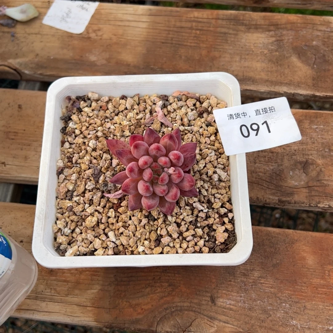 用***8091多肉植物保护研究所