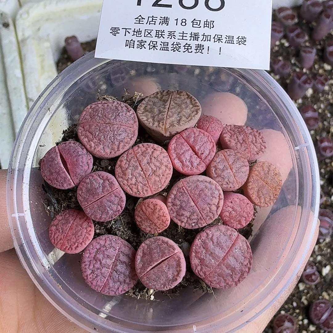 1288 哈哈哈哈哈哈哈哈哈