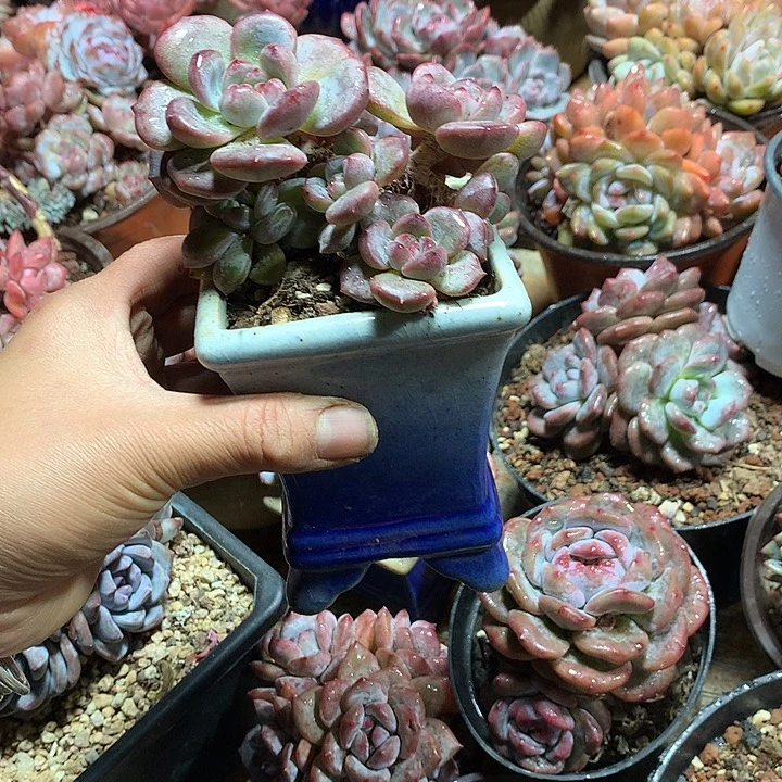 哈哈哈哈哈哈哈哈