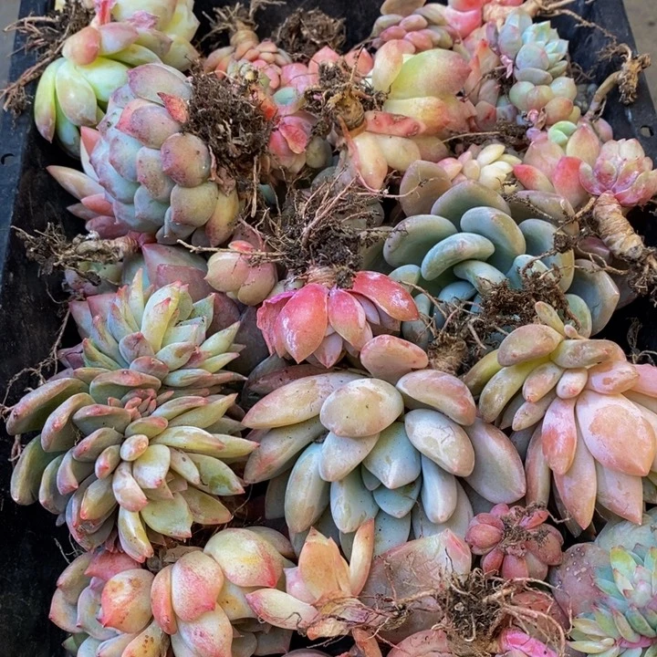 055多肉植物保护研究所所长