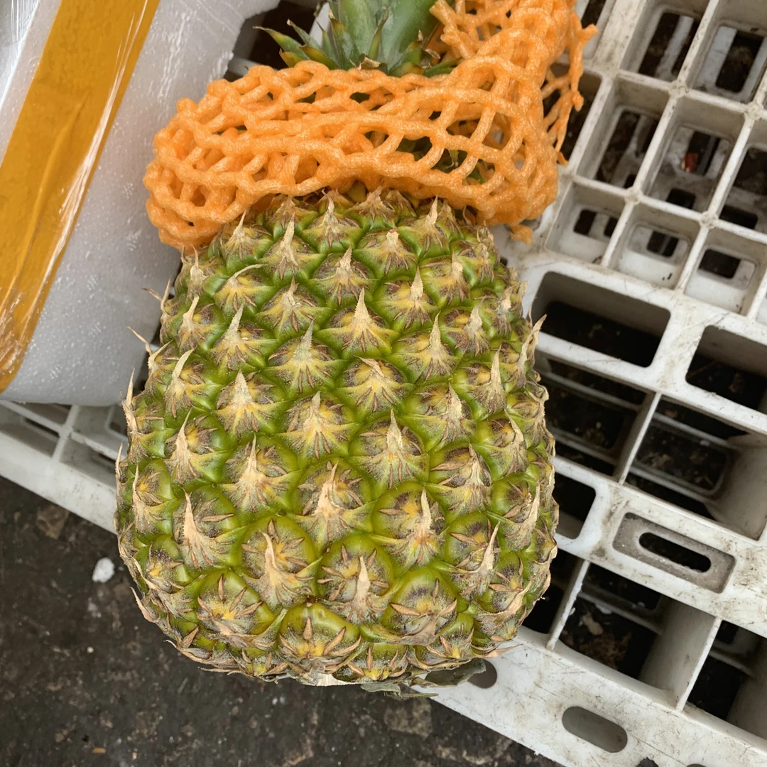 新鲜本地漳浦凤梨