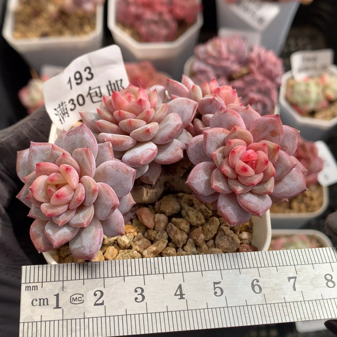 193。玉芙蓉小树桩四头整群。