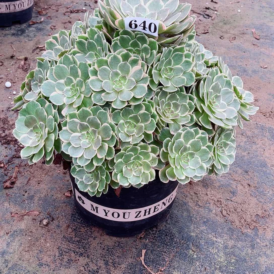 无花朵余***你多肉植物粉花妖640