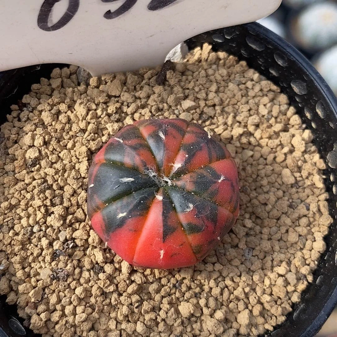 032兜锦系列特价福利来