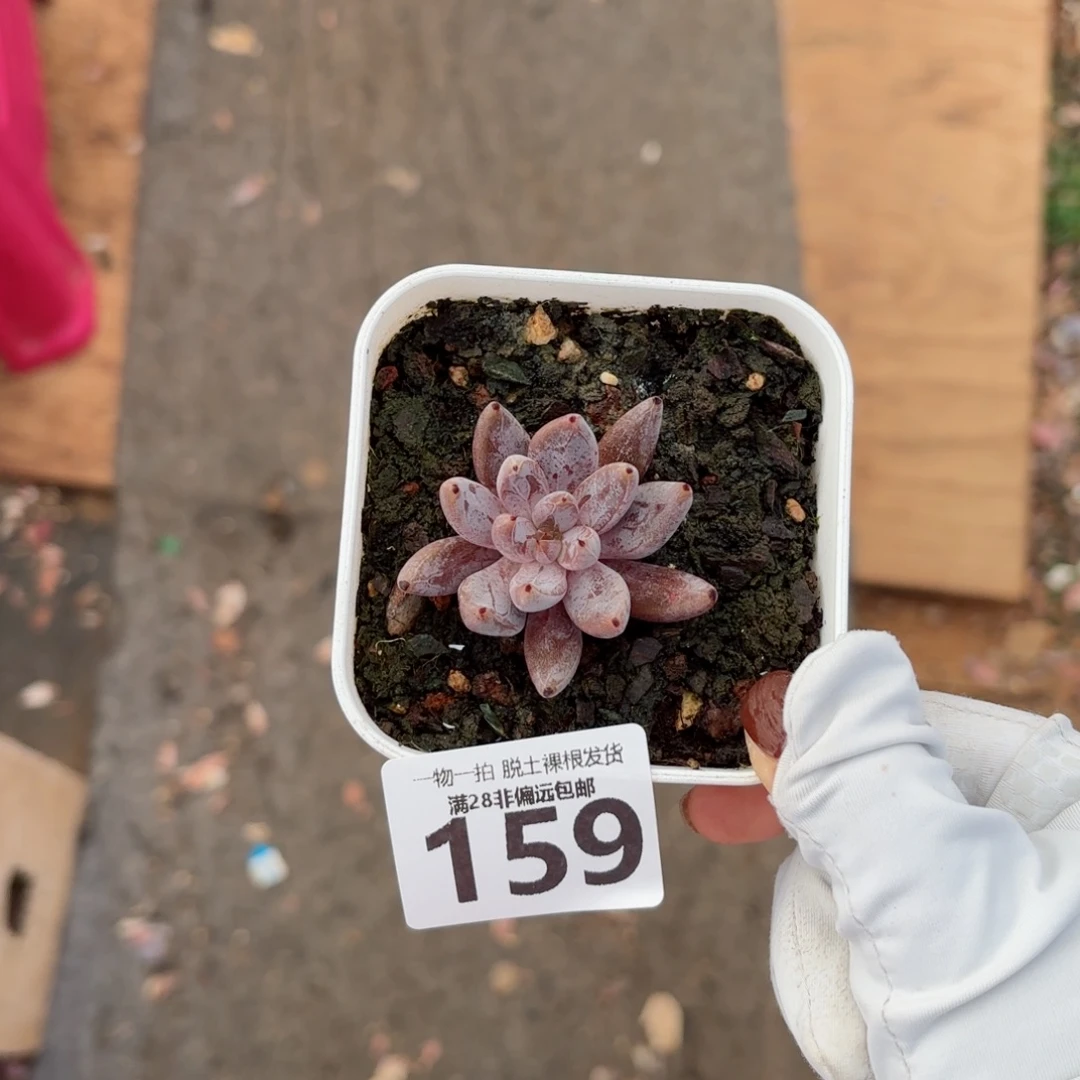 魔爪单头无盆土发货