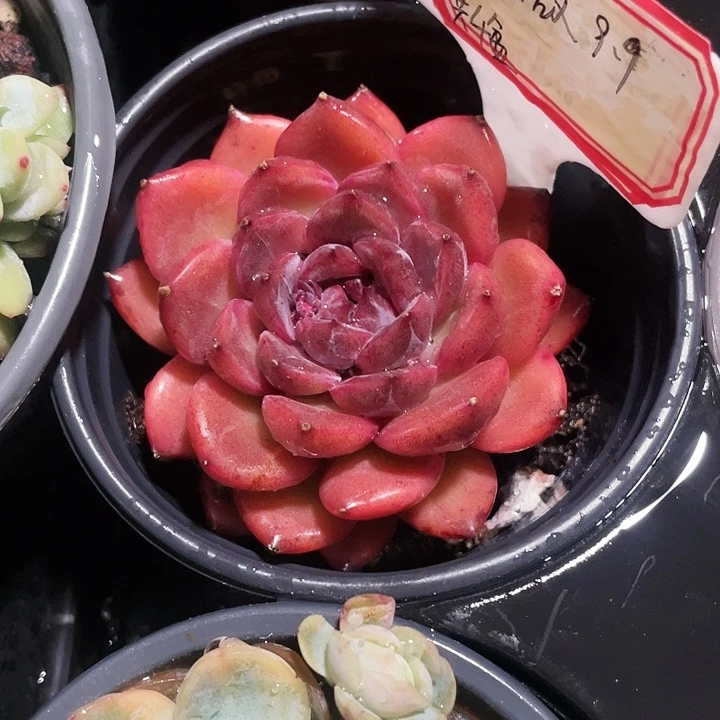 紫薇9.9一盆8888888