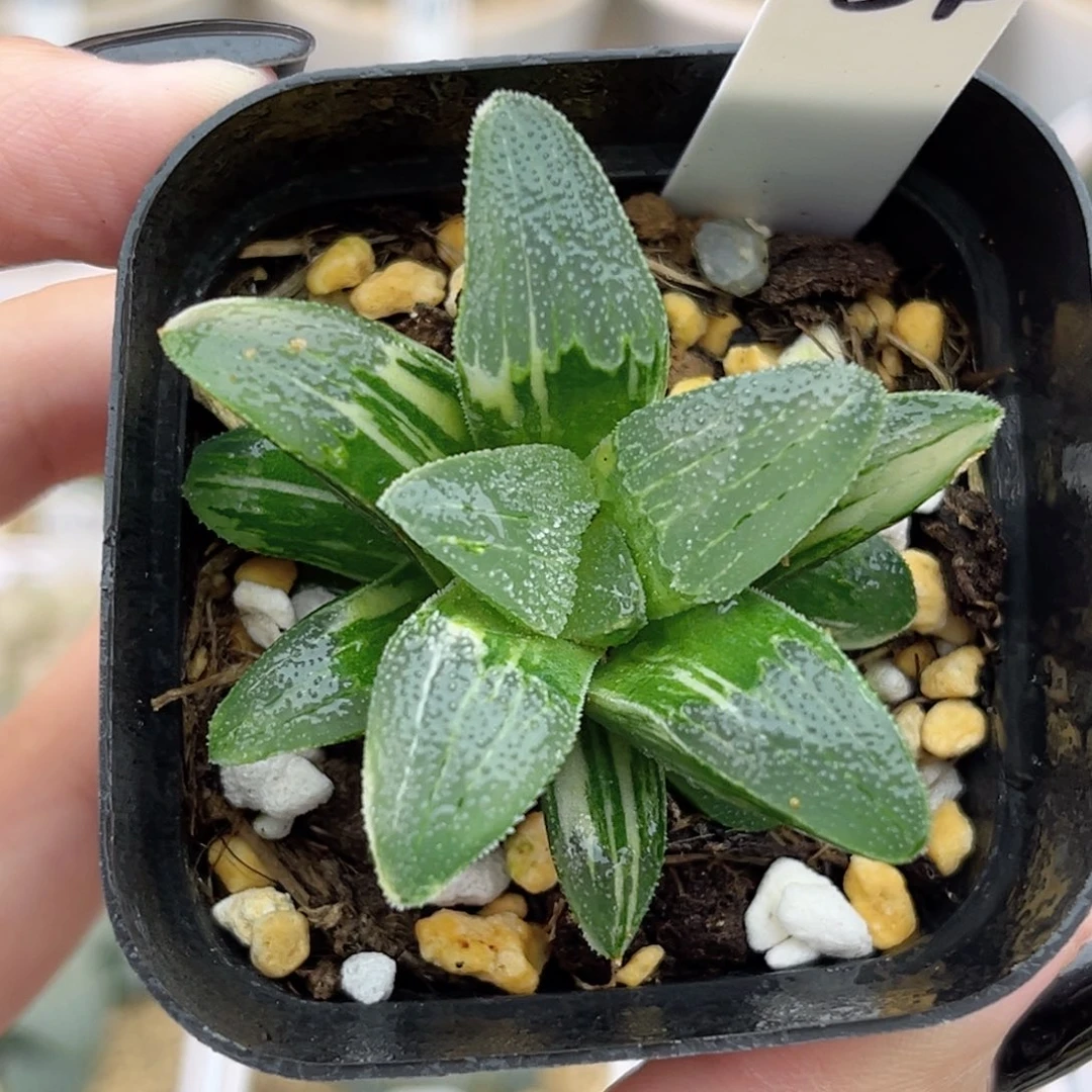 34磨面寿锦福利专场