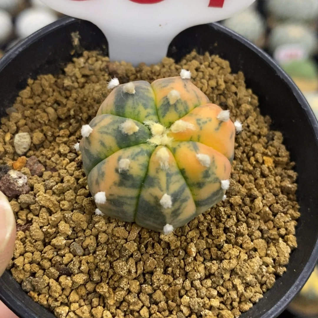 384鸾凤兜锦福利多多