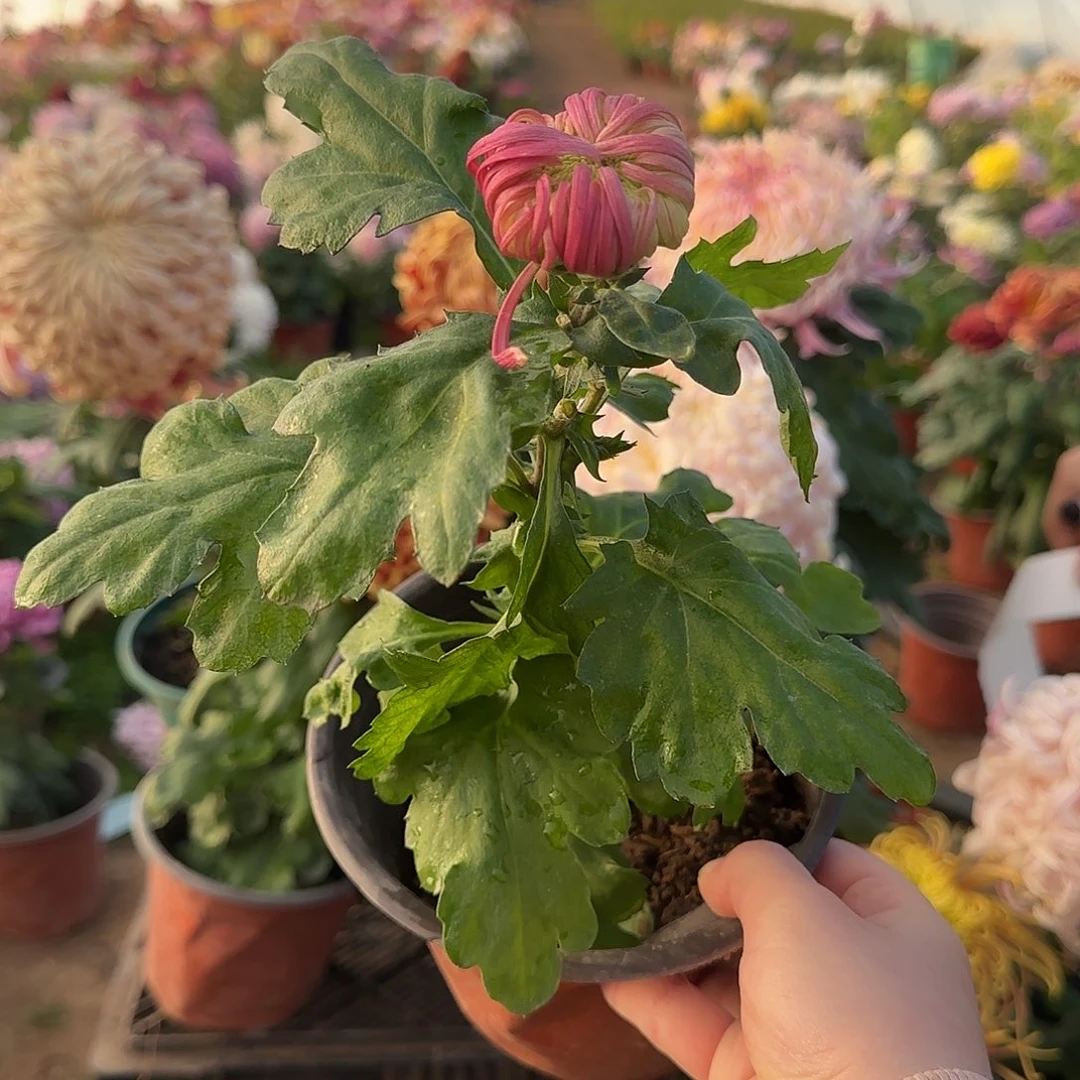 完全开放D06盘龙嫦娥