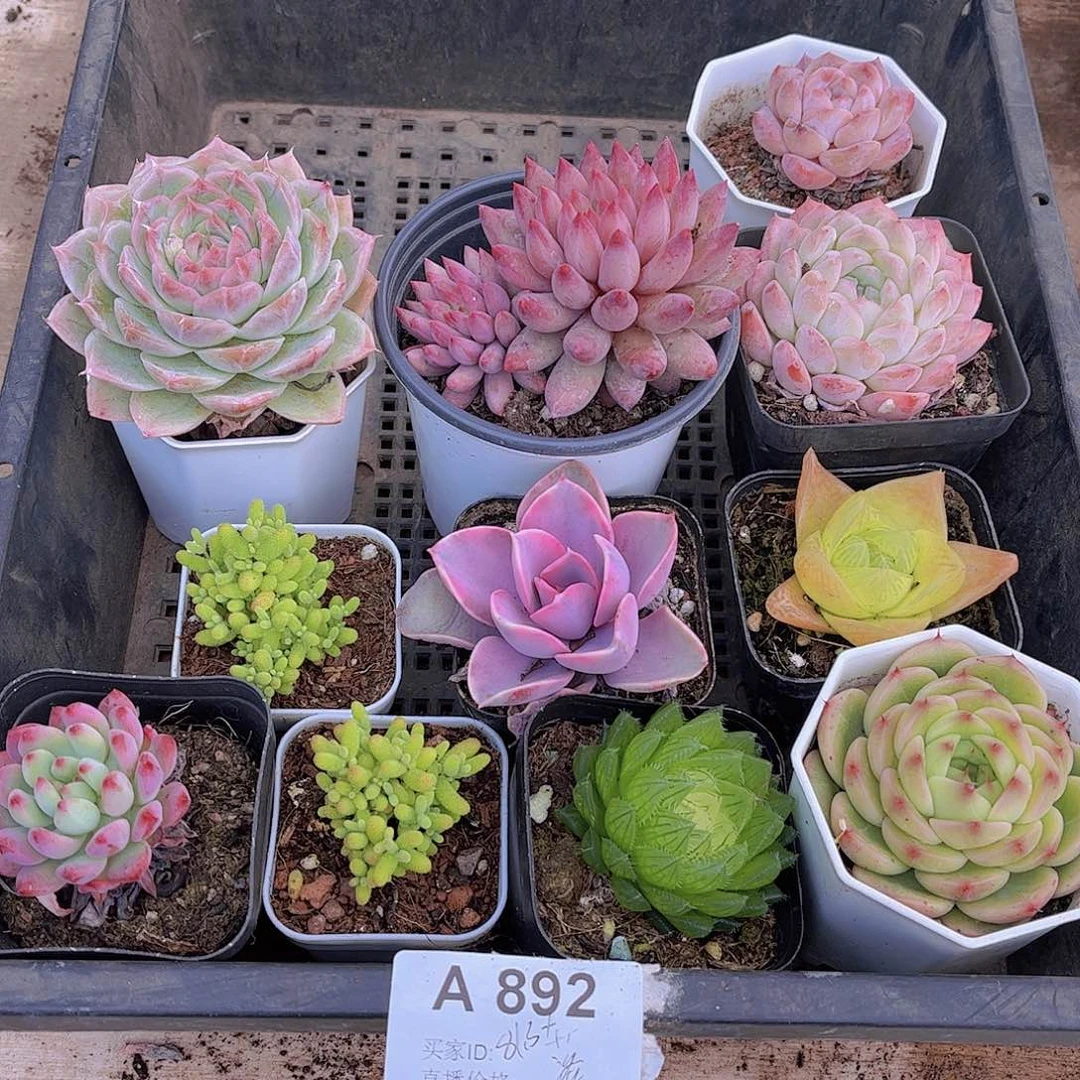 多肉892多肉植物