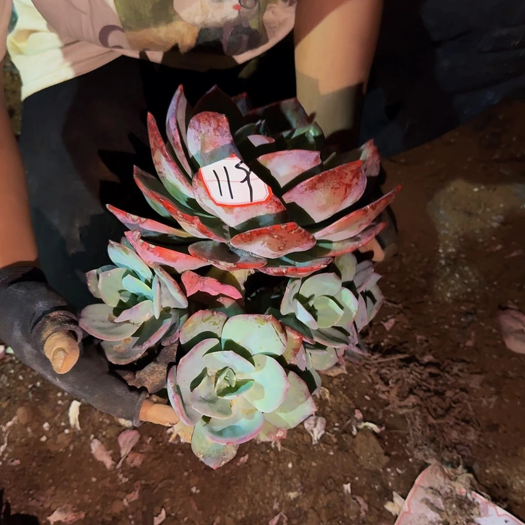 ϩ****血凤 一颗 不包损119号