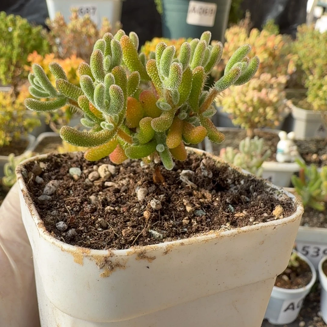 A122琉璃枝干一物一拍