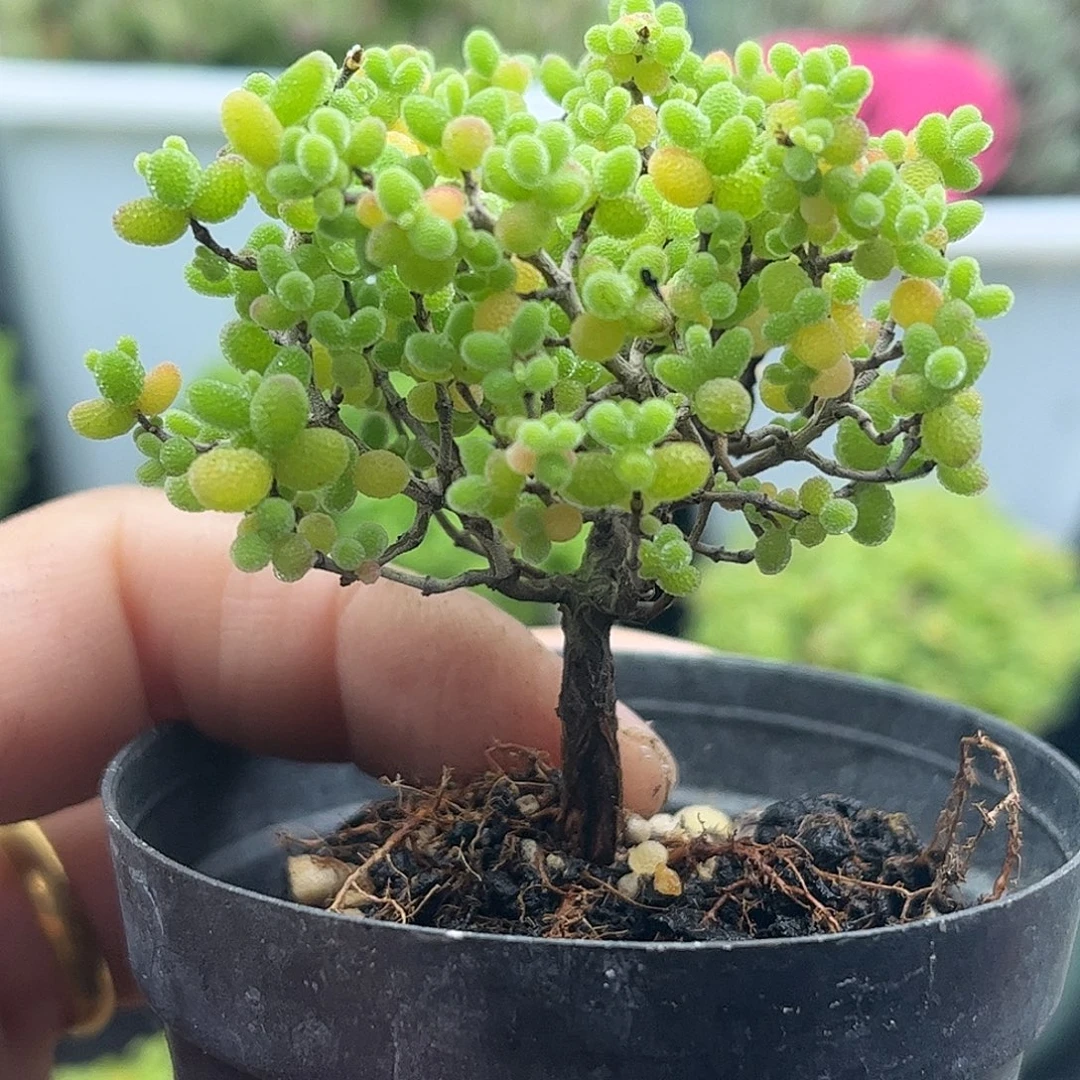 004蜜桔糖球优选枝干