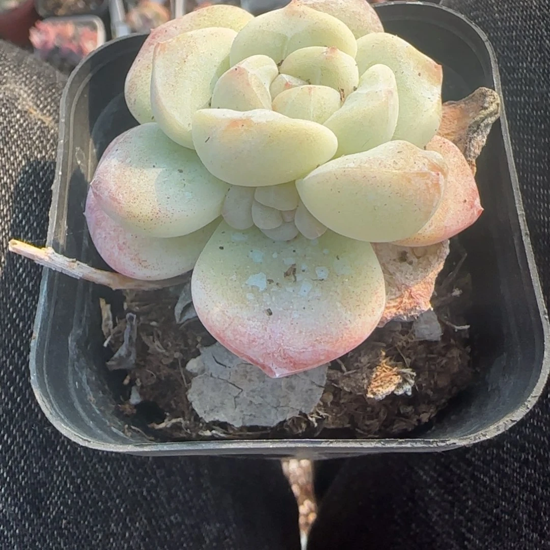 小卡拉米糖心一物一拍