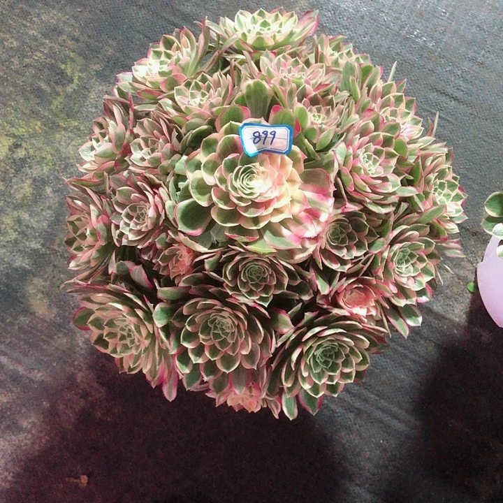 用**缘899孔雀翎多肉法师