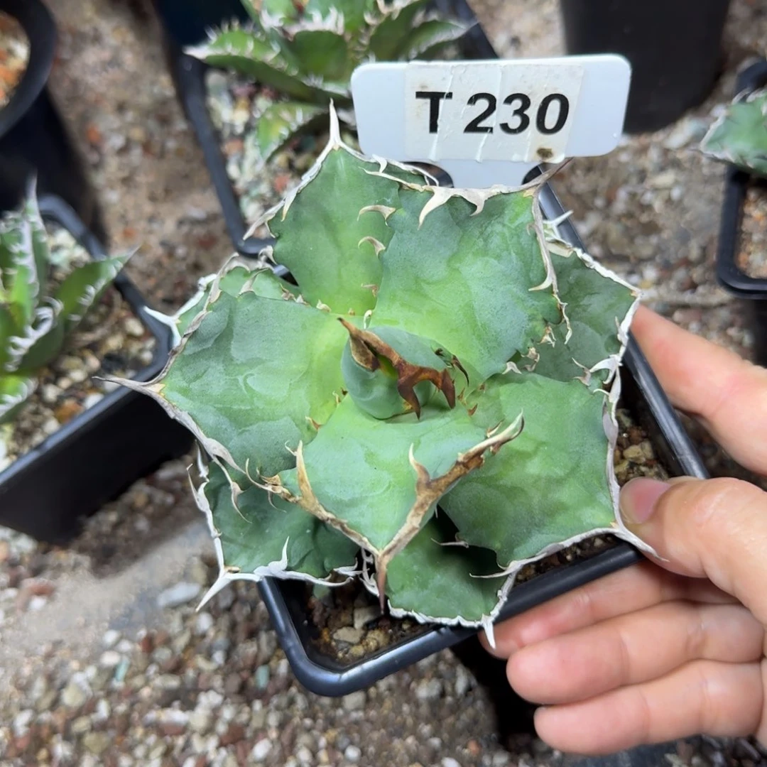 大***佛福利螃蟹一颗脱土发