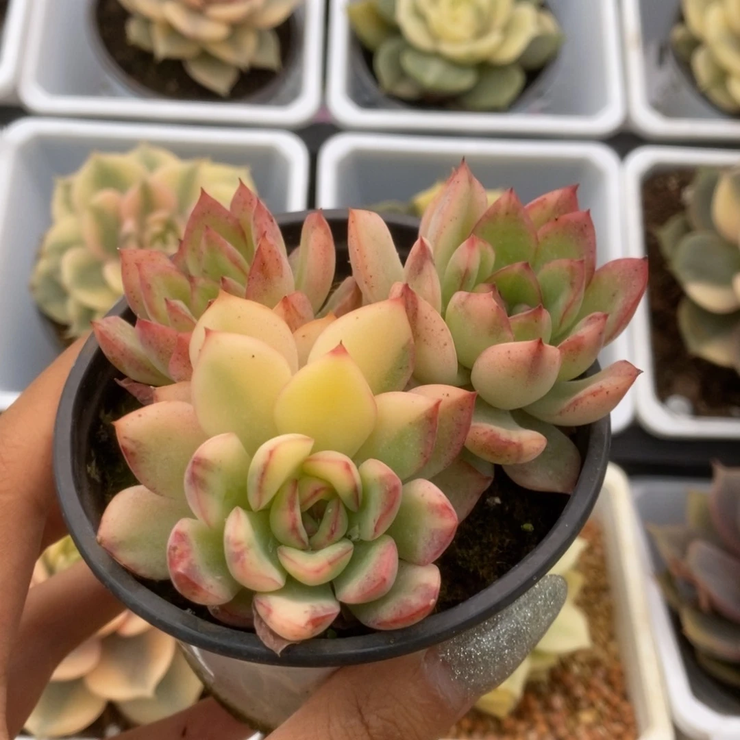 712雨燕座锦锦锦锦锦锦