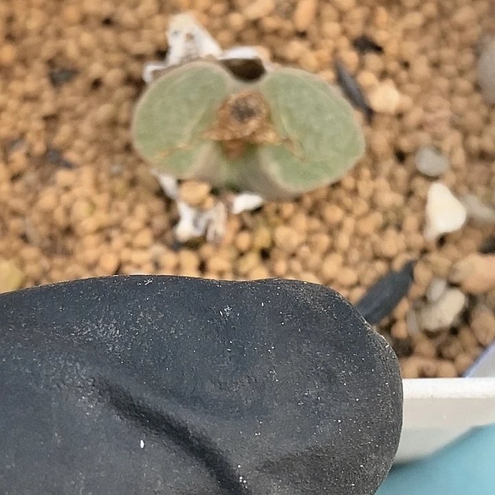 珍*桃喜花园0130-74风铃