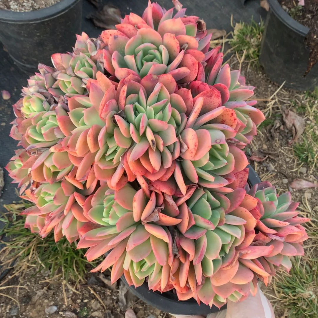 绮罗仙子一物一拍