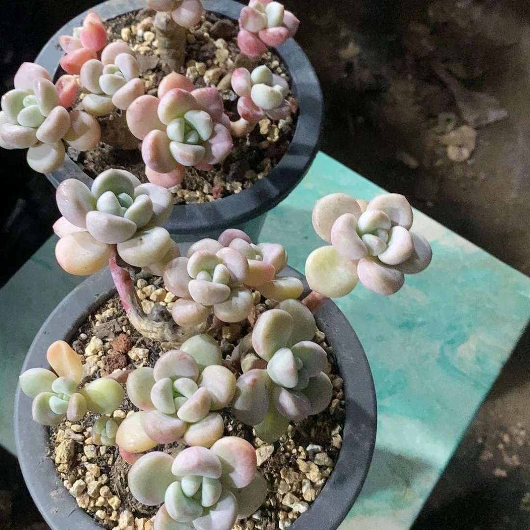 花斑鹿1颗小老桩多肉植物