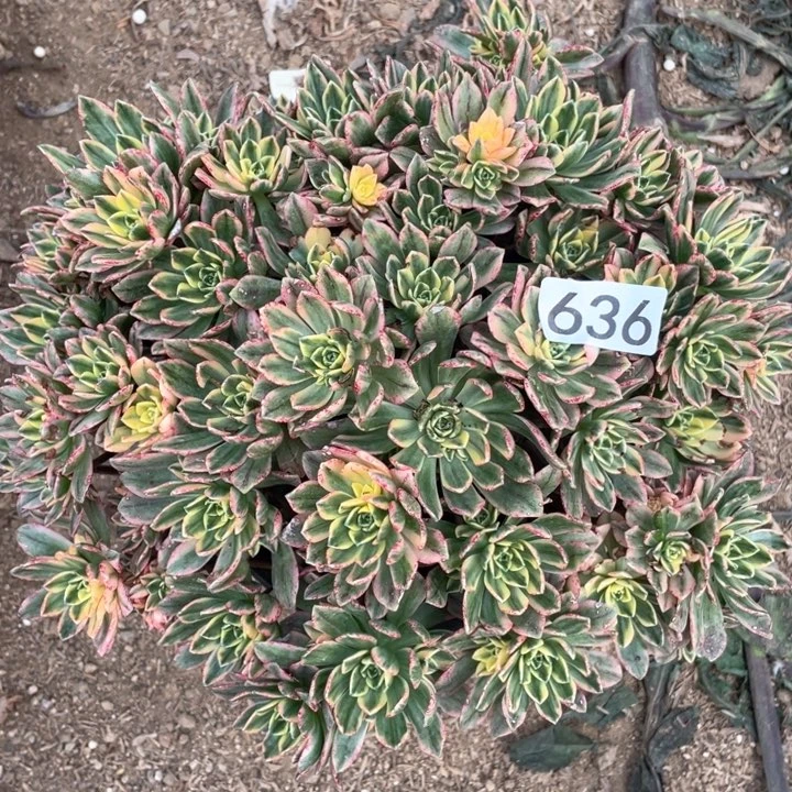 636多肉植物甜茶