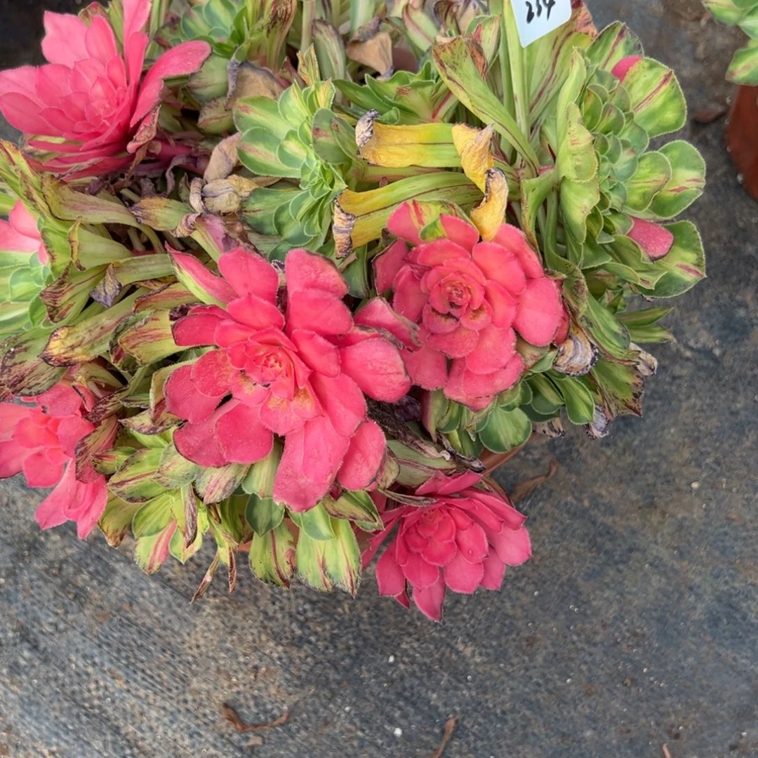 234知否无根多肉多肉多肉