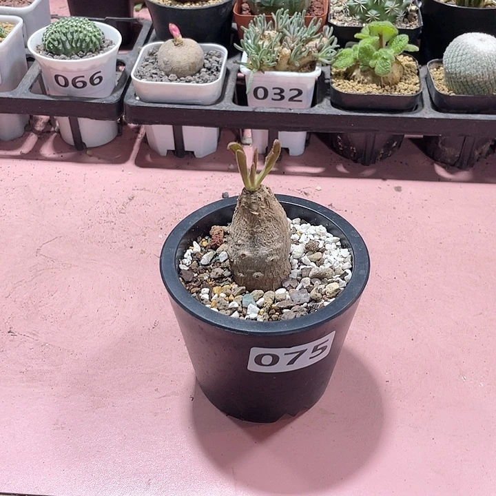 075产地土拨鼠大戟块根