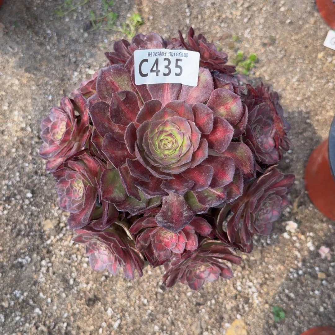 何****0435海王七彩多肉植物