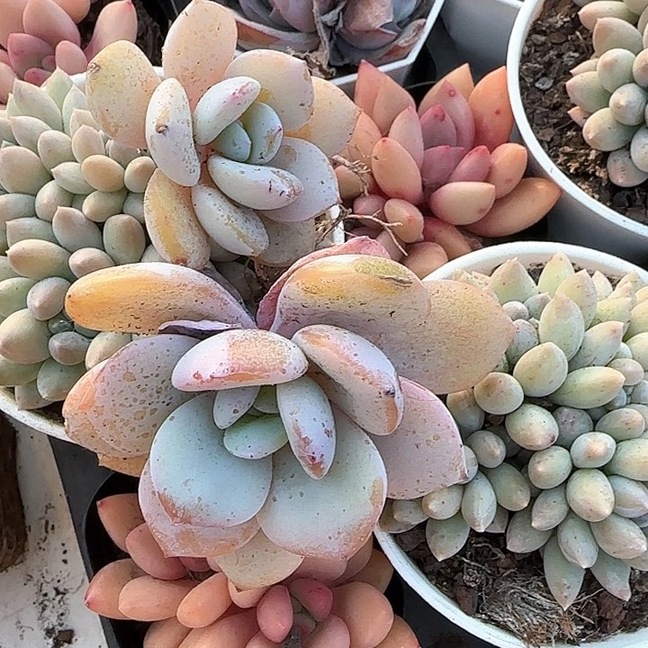 心****师青蛙王子儿童牙膏111