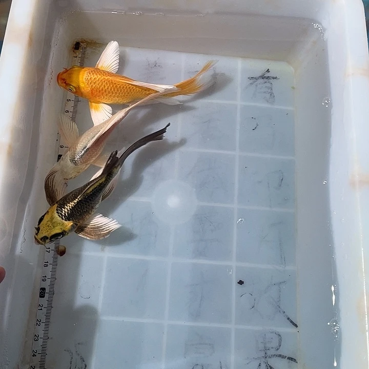 蝴蝶鲤鱼渔场直发91