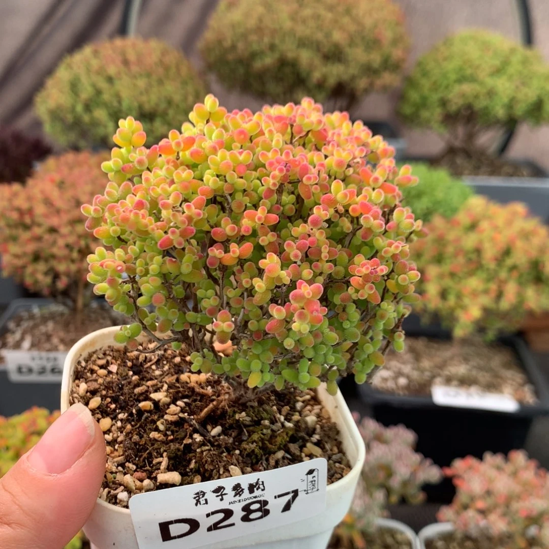 287蜜橘糖球