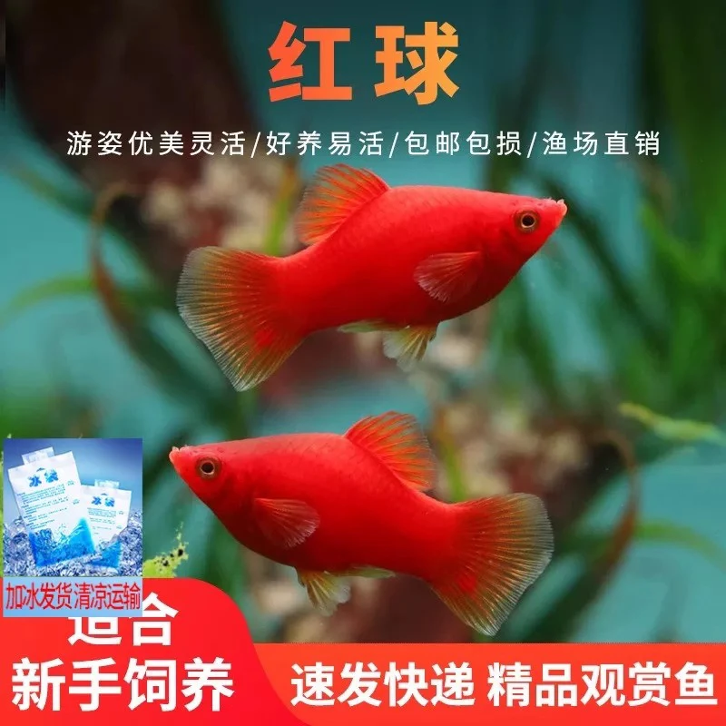 纯种红皮球红太阳球玛丽鱼小型观赏鱼鱼苗胎生鱼热带鱼新手好养鱼