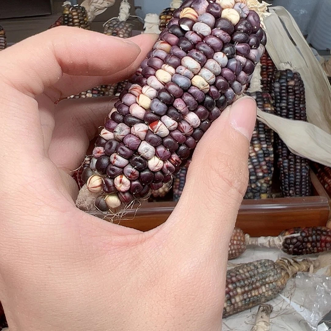 我***见文玩玉米毛料精品