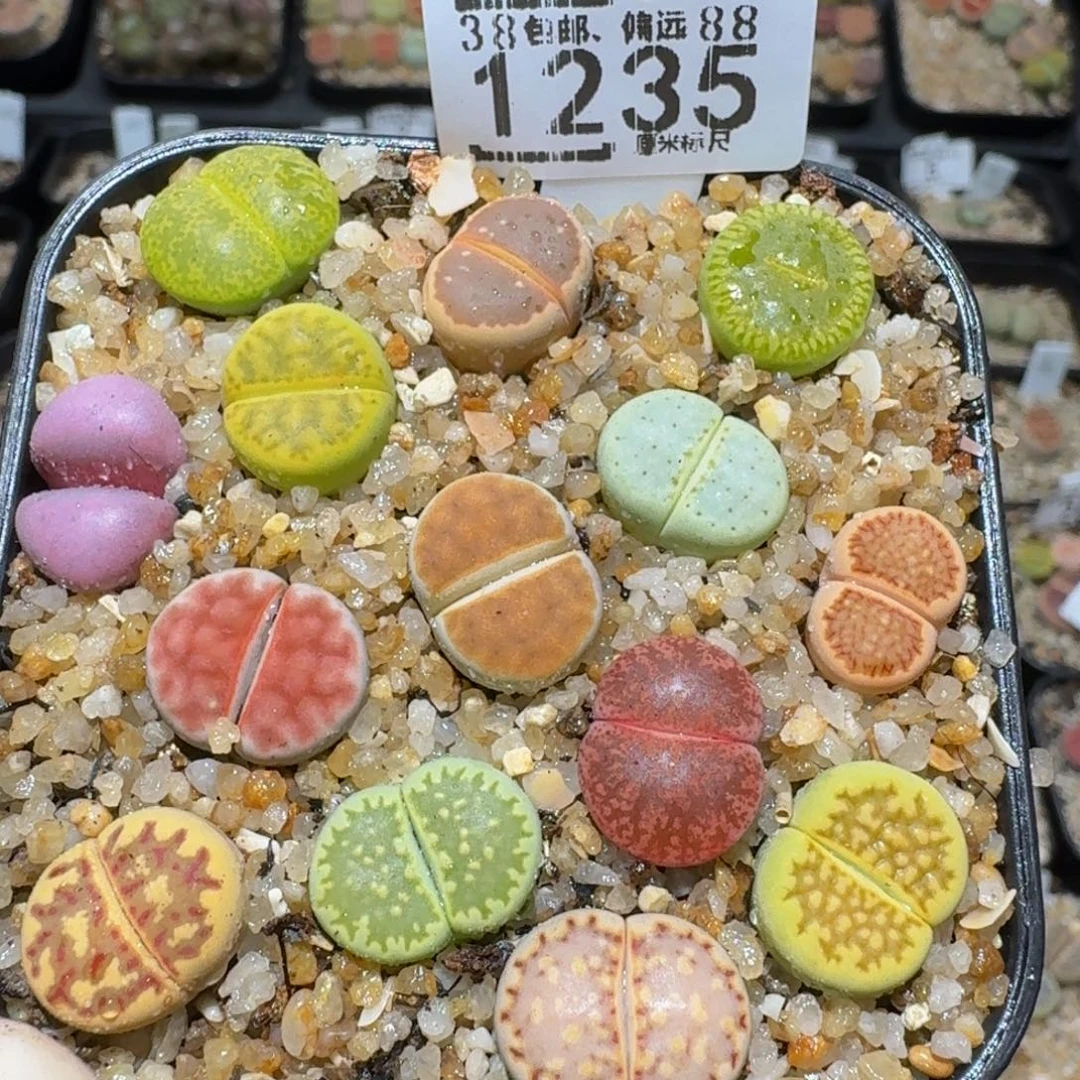 zzzzzs生石花肉锥1235