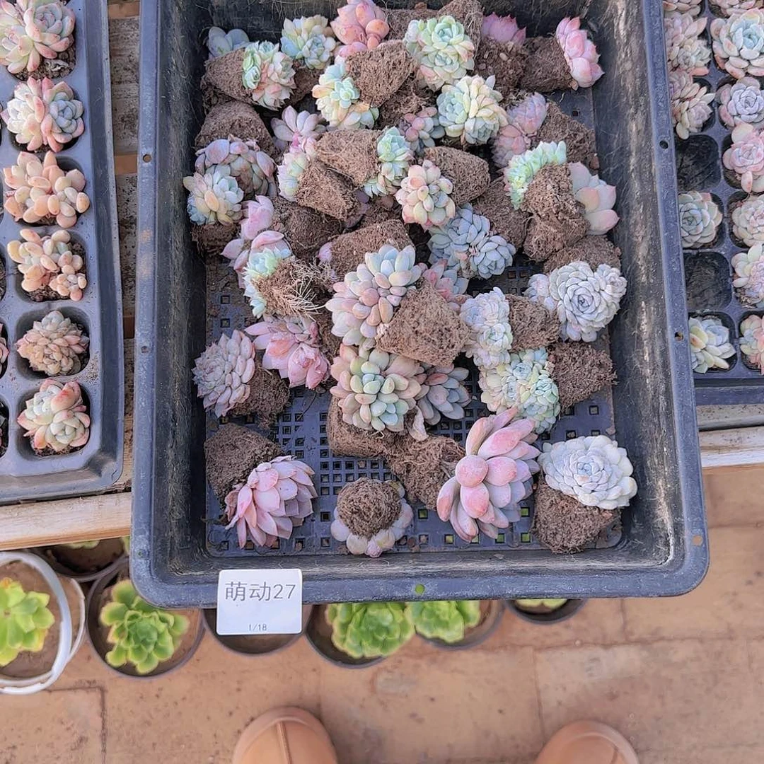 直播一物一拍多肉27