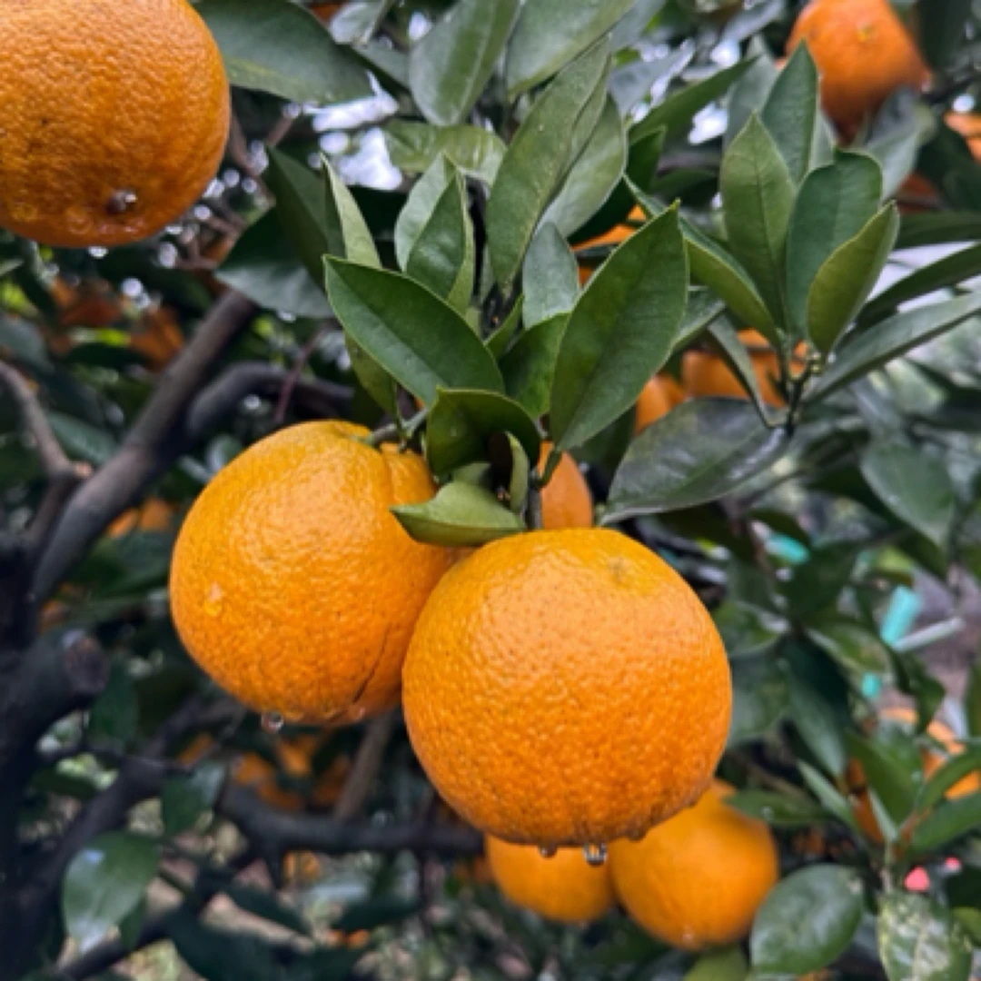 阳光甜橙丰脐 合江橙子 九分甜一分果酸 净重五斤 彩箱包装